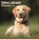 Labrador Retriever (Yellow) Calendar 2025 Square Dog Breed Wall Calendar - 16 Month - Book