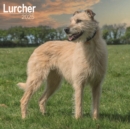 Lurcher Calendar 2025 Square Dog Breed Wall Calendar - 16 Month - Book