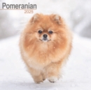 Pomeranian Calendar 2025 Square Dog Breed Wall Calendar - 16 Month - Book