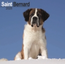 Saint Bernard Calendar 2025 Square Dog Breed Wall Calendar - 16 Month - Book