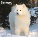 Samoyed Calendar 2025 Square Dog Breed Wall Calendar - 16 Month - Book