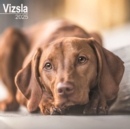 Vizsla Calendar 2025 Square Dog Breed Wall Calendar - 16 Month - Book