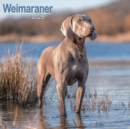 Weimaraner Calendar 2025 Square Dog Breed Wall Calendar - 16 Month - Book