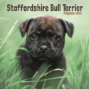 Staffordshire Bull Terrier Puppies Square Mini Calendar 2025 - Book