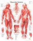 Muscular System with Male Figure Laminated Poster - Book