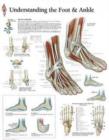 Understanding the Foot & Ankle Paper Poster - Book