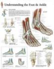 Understanding the Foot & Ankle Laminated Poster - Book