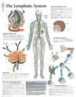Lymphatic System Paper Poster - Book