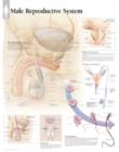 Male Reproductive System Paper Poster - Book