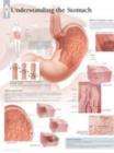 Understanding the Stomach Laminated Poster - Book