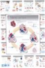 Complete Set of All 20 Physiology Charts - Book