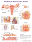 The Female Reproductive System Anatomical Chart- Laminated - Book