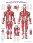 The Anatomical Male Muscular System Anatomical Chart - Book