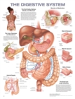 The Digestive System Anatomical Chart - Book