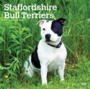 STAFFORDSHIRE BULL TERRIERS 2022 SQUARE - Book