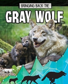 Gray Wolf : Bringing Back The