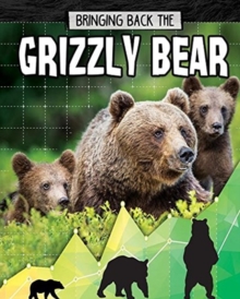 Grizzly Bear : Bringing Back The