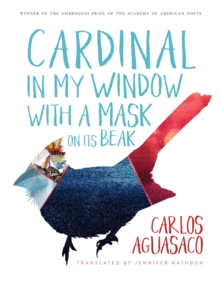 Cardinal in My Window with a Mask on Its Beak