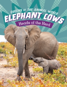 Elephant Cows : Heads of the Herd