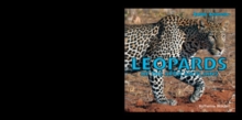 Leopards of the African Plains