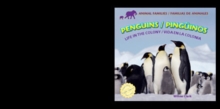 Penguins: Life in the Colony / Pinguinos: Vida en la colonia