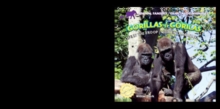 Gorillas: Life in the Troop / Gorilas: Vida en la manada