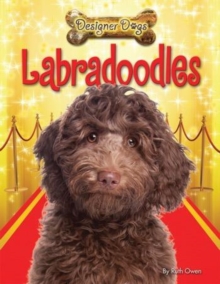 Labradoodles