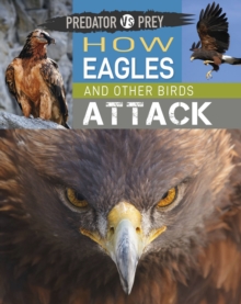 Predator vs Prey: How Eagles and other Birds Attack