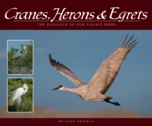 Cranes, Herons & Egrets : The Elegance of Our Tallest Birds