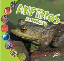 Anfibios : Amphibians
