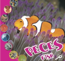 Peces : Fish