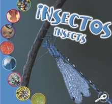Insectos : Insects