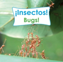 Insectos! : Bugs!