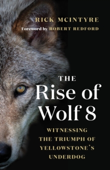 The Rise of Wolf 8 : Witnessing the Triumph of Yellowstone's Underdog