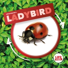 Ladybird