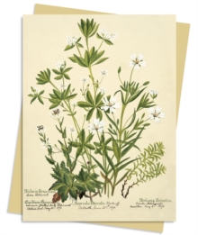 RBGE: Charlotte Cowan Pearson: Stitchworts, Woodruff and Pepperwort Greeting Card Pack : Pack of 6