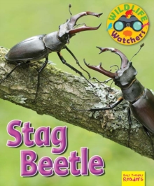 Wildlife Watchers: Stag Beetle