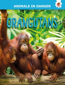 Orangutans : Animals In Danger