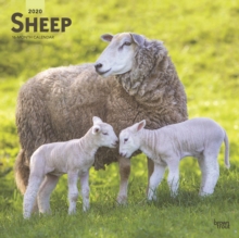 Sheep 2020 Square Wall Calendar