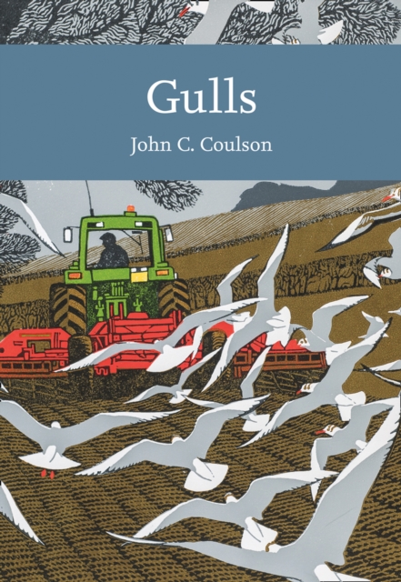Gulls, Paperback / softback Book
