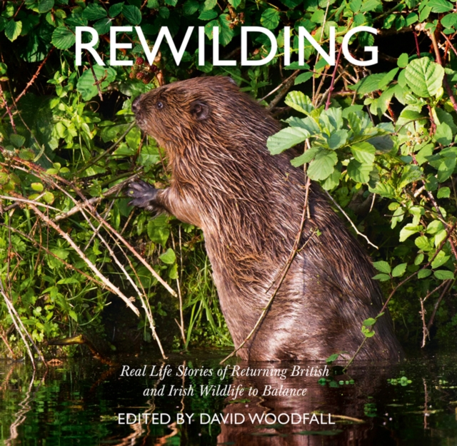 Rewilding : Real Life Stories of Returning British and Irish Wildlife to Balance, Paperback / softback Book