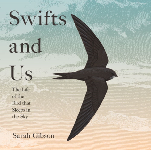 Swifts and Us : The Life of the Bird That Sleeps in the Sky, eAudiobook MP3 eaudioBook