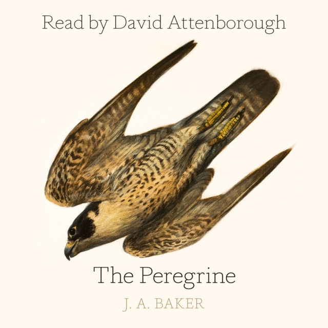 The Peregrine, eAudiobook MP3 eaudioBook