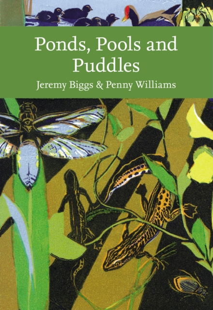Ponds, Pools and Puddles, Paperback / softback Book