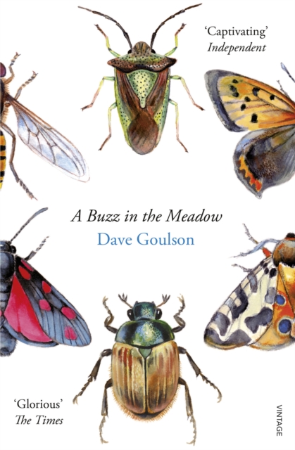 A Buzz in the Meadow, Paperback / softback Book