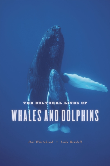 The Cultural Lives of Whales and Dolphins, Paperback / softback Book