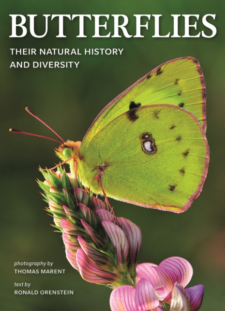 Butterflies: Their Natural History and Diversity, Paperback / softback Book
