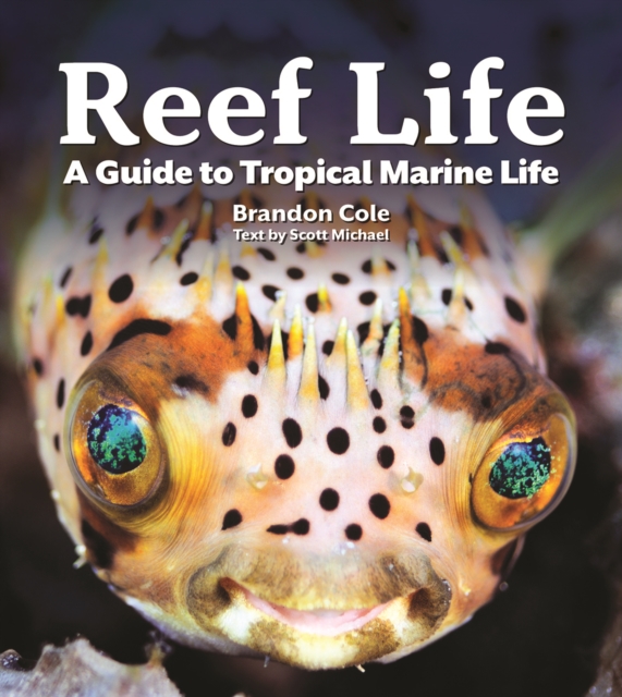 Reef Life : A Guide to Tropical Marine Life, Paperback / softback Book