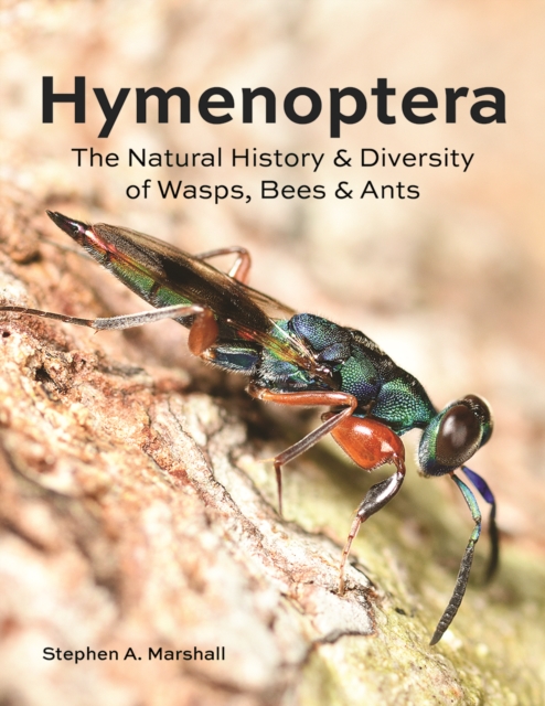 Hymenoptera : The Natural History and Diversity of Wasps, Bees and Ants, Hardback Book