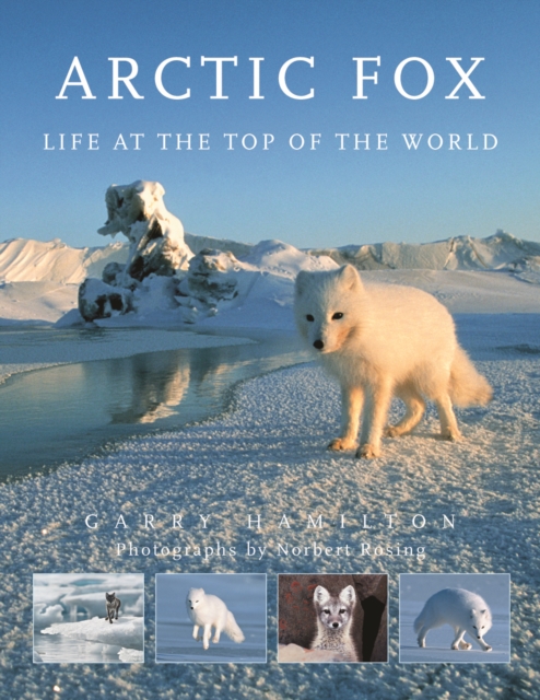 Arctic Fox : Life at the Top of the World, Paperback / softback Book